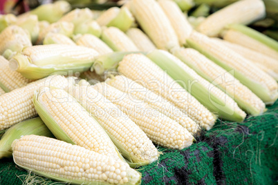 Yellow sweet corn ears shucked