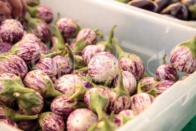 Purple, white and green Thai eggplant Solanum melongena