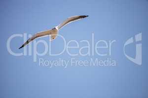 California Gull Larus californicus flies across a blue sky
