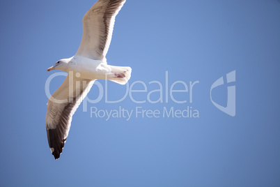 California Gull Larus californicus flies across a blue sky