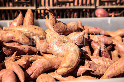 Bushel of red brown yams