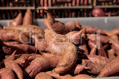 Bushel of red brown yams