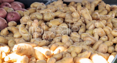 Bushel of golden yellow potatoes