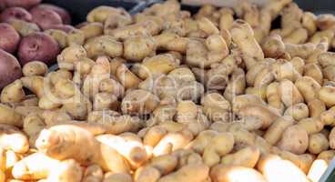 Bushel of golden yellow potatoes