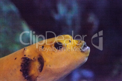 Yellow puffer fish Arothron nigropunctatus
