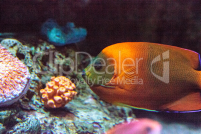 Clarion angelfish Holacanthus clarionensis