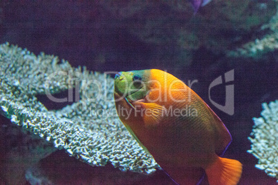 Clarion angelfish Holacanthus clarionensis