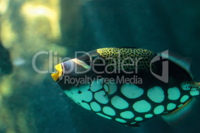 Clown triggerfish Balistoides conspicillum