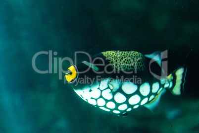 Clown triggerfish Balistoides conspicillum