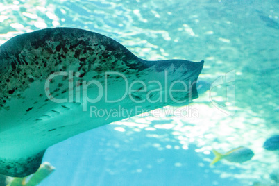 Stingray of the Dasvatis genus glides through the water