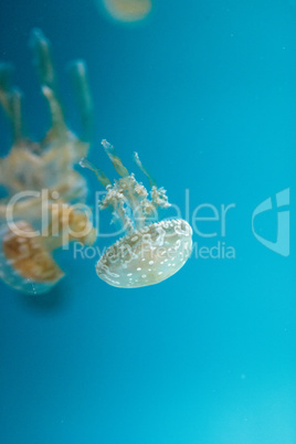 Golden jelly, Phyllorhiza punctata, is also known as the floatin