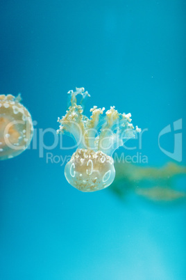 Golden jelly, Phyllorhiza punctata, is also known as the floatin