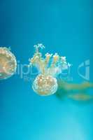 Golden jelly, Phyllorhiza punctata, is also known as the floatin