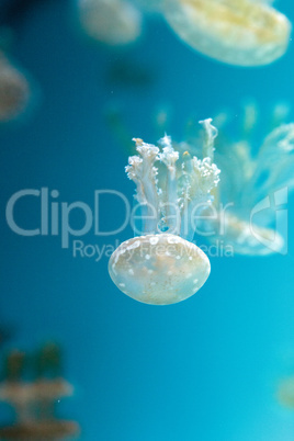 Golden jelly, Phyllorhiza punctata, is also known as the floatin