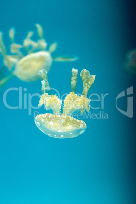 Golden jelly, Phyllorhiza punctata, is also known as the floatin