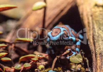 Green and black poison dart frog Dendrobates auratus