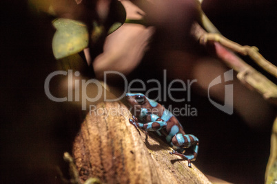 Green and black poison dart frog Dendrobates auratus