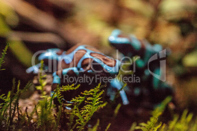 Green and black poison dart frog Dendrobates auratus