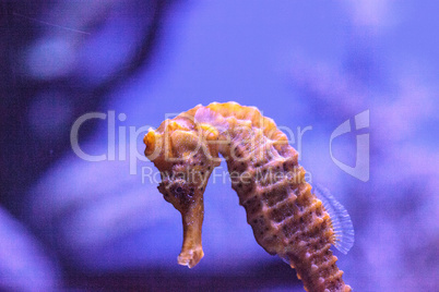 Longsnout seahorse known as Hippocampus reidi