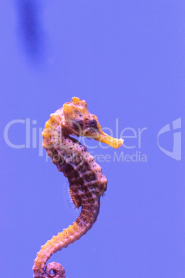 Longsnout seahorse known as Hippocampus reidi