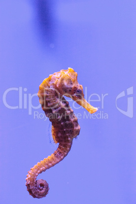 Longsnout seahorse known as Hippocampus reidi