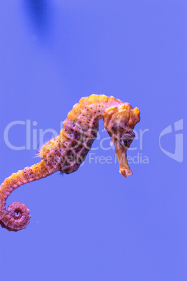 Longsnout seahorse known as Hippocampus reidi