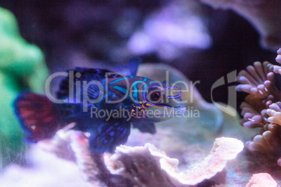 Mandarin goby is also called the Mandarin dragnet Synchiropus sp