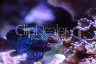 Mandarin goby is also called the Mandarin dragnet Synchiropus sp