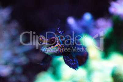 Mandarin goby is also called the Mandarin dragnet Synchiropus sp