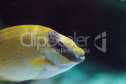 Masked Rabbitfish Siganus puellus