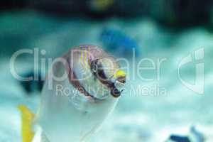 Masked Rabbitfish Siganus puellus
