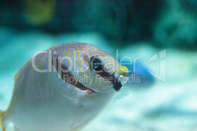 Masked Rabbitfish Siganus puellus