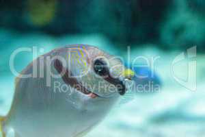 Masked Rabbitfish Siganus puellus