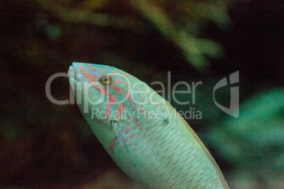 Moon wrasse fish Thalassoma lunare