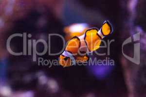 Clownfish, Amphiprioninae, in a marine fish and reef aquarium