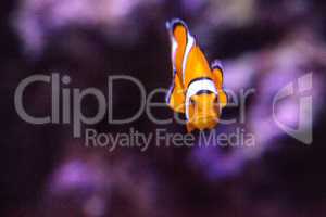 Clownfish, Amphiprioninae, in a marine fish and reef aquarium