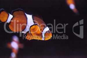 Clownfish, Amphiprioninae, in a marine fish and reef aquarium