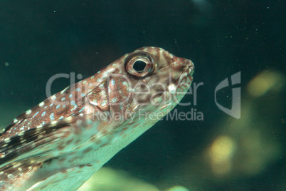 Oriental flying gurnard Dactyloptena orientalis