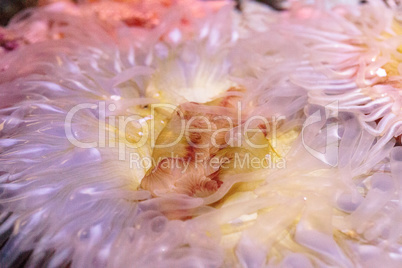 Pink anemone Anthopleura elegantissima tentacles