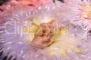Pink anemone Anthopleura elegantissima tentacles