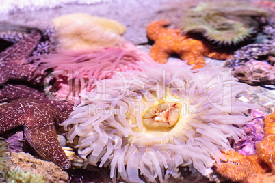 Pink anemone Anthopleura elegantissima tentacles