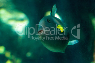 Pinktail triggerfish with yellow fins Melichthys vidua