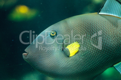 Pinktail triggerfish with yellow fins Melichthys vidua