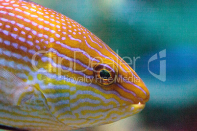 Purplelined wrasse Cirrhilabrus lineatus