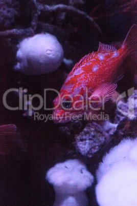 Rosy rockfish Sebastes rosaceus
