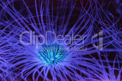 Glowing tube anemone from the genus Cerianthus