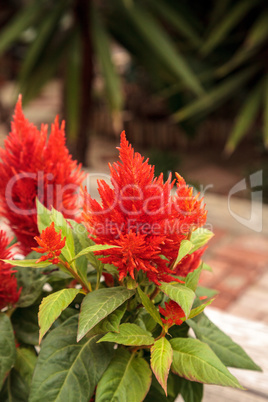 Red flower of Celosia, also known as cockscomb