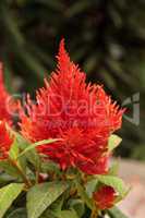 Red flower of Celosia, also known as cockscomb