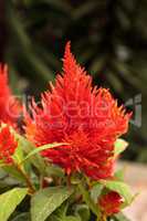 Red flower of Celosia, also known as cockscomb