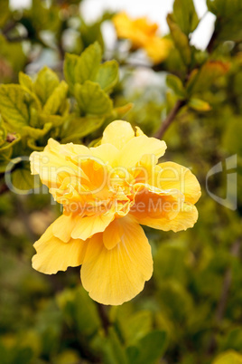 Yellow hibiscus flower with a ruffled center